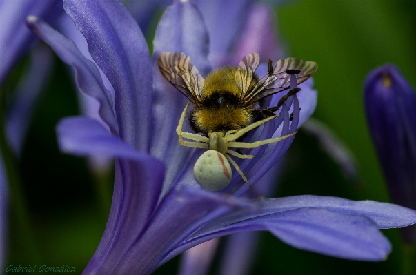 Nature blossom plant flower Photo