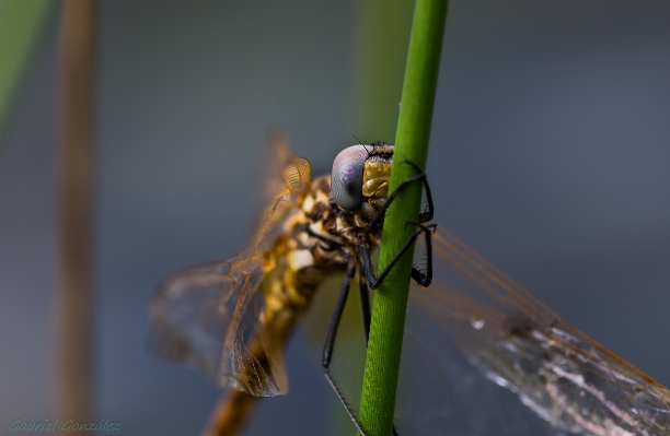 Nature wing photography green Photo