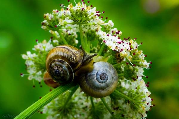 Photo Nature la photographie fleur faune