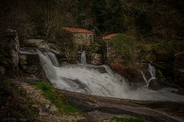 Landscape water nature forest Photo