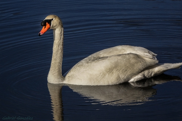 Bird wing wildlife reflection Photo