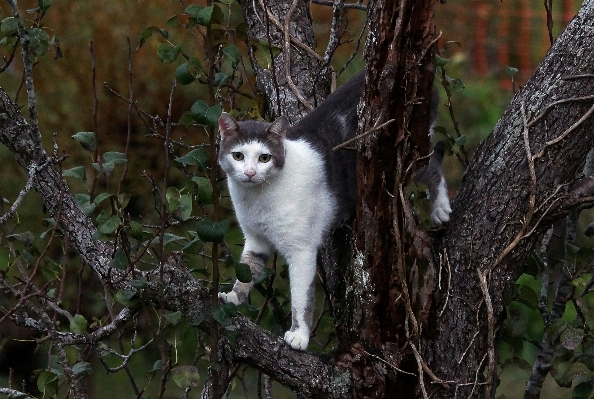 Nature branch photo wildlife Photo