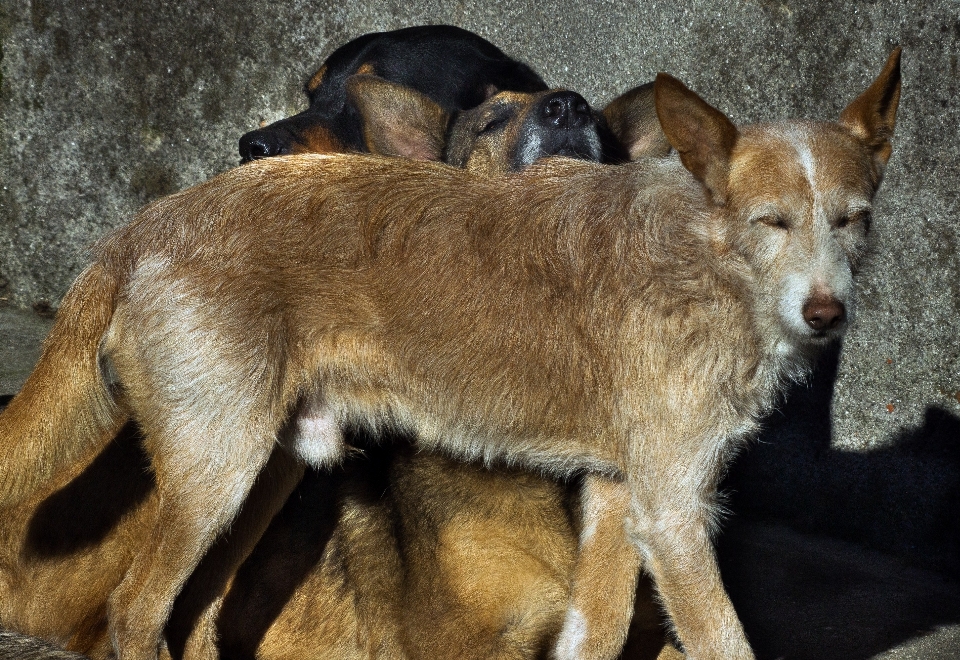 Hund foto tierwelt säugetier