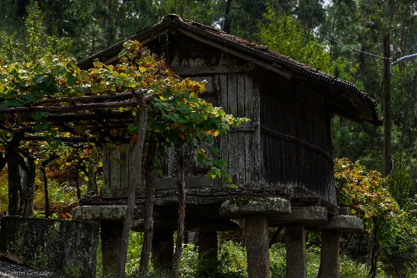 Baum natur wald anlage Foto