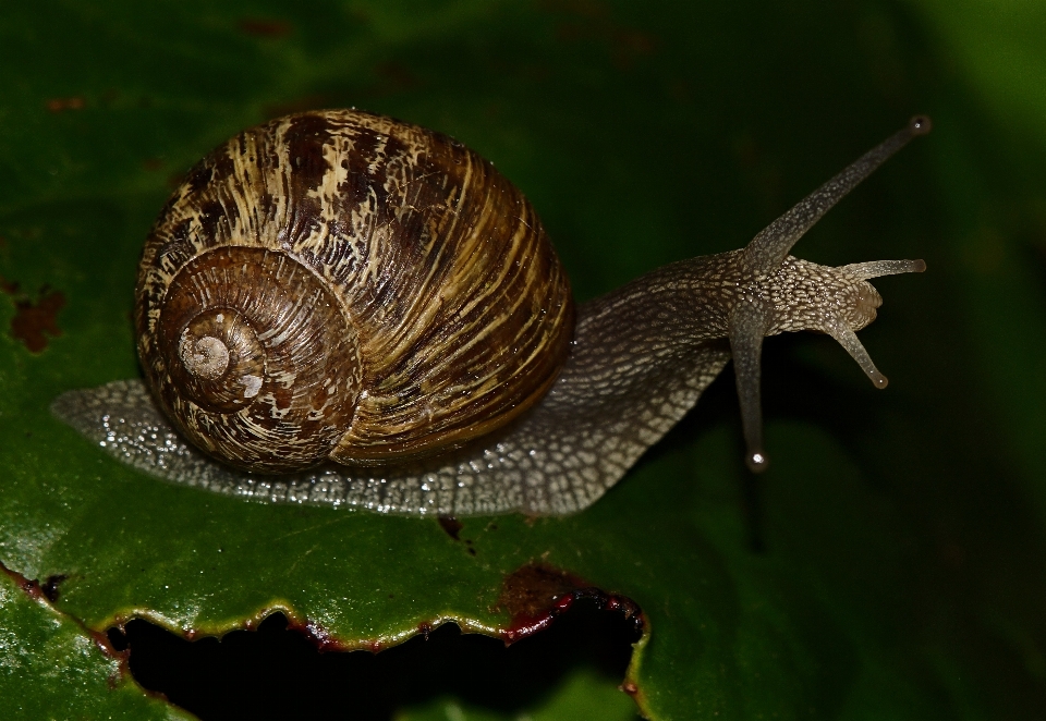 Natureza foto macro fauna