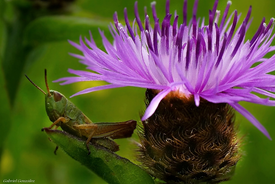 Natur anlage fotografie blume