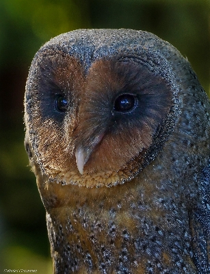 Foto Natura uccello foto animali selvatici