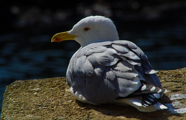 鳥 羽 海鳥
 野生動物 写真