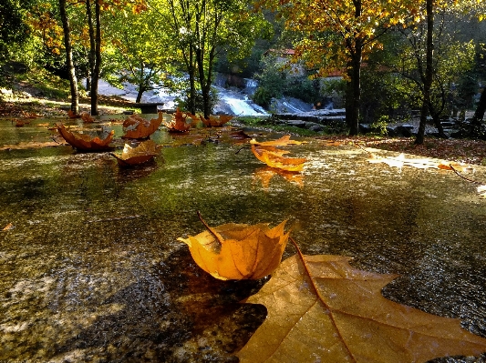 風景 木 自然 森 写真