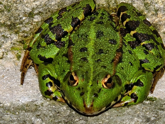 Zdjęcie Natura dzikiej przyrody zielony makro