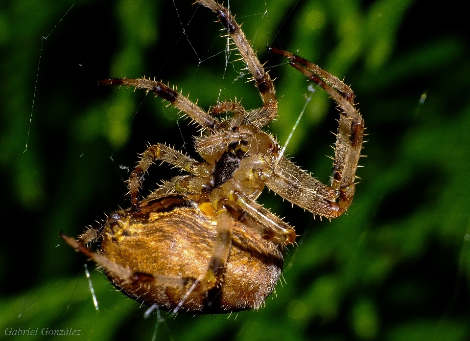 Doğa fotoğrafçılık böcek makro