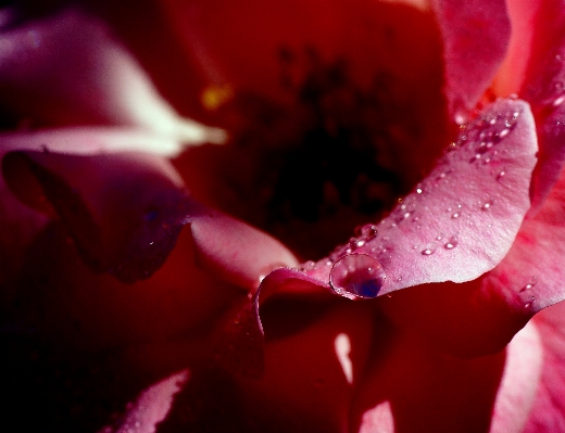 Nature blossom dew plant Photo