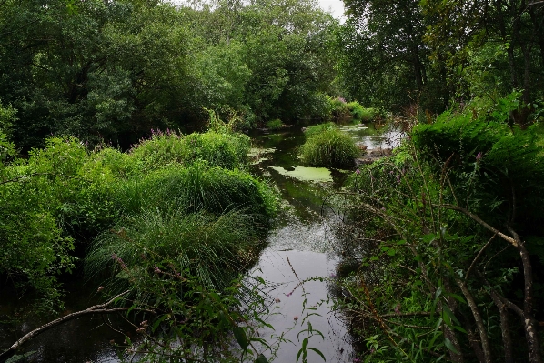 Landscape forest flower river Photo