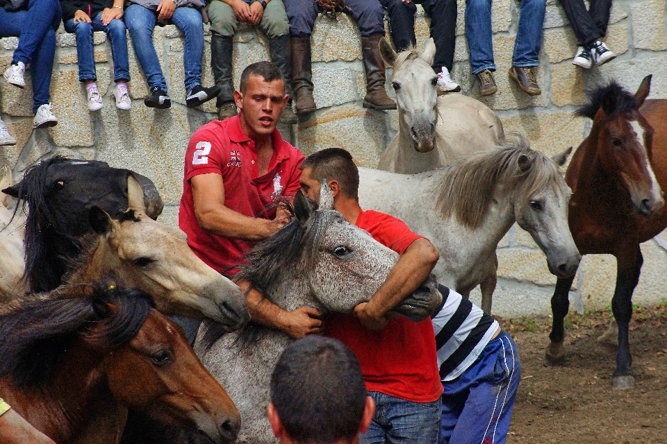 Foto gregge cavallo mammifero