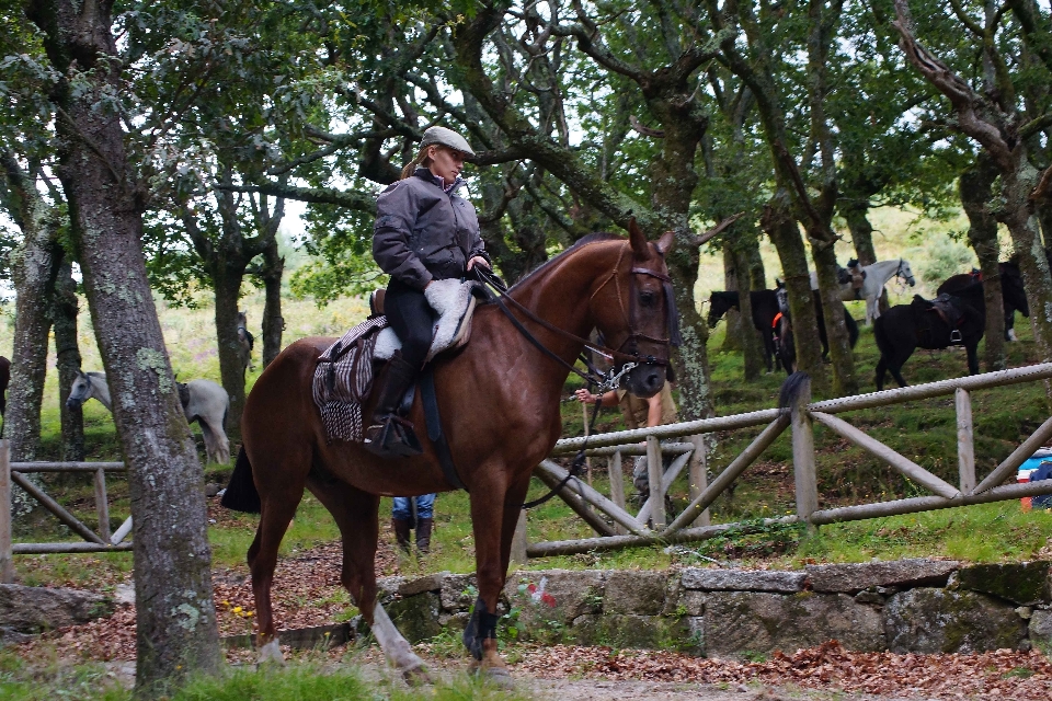 Foto recreación caballo semental