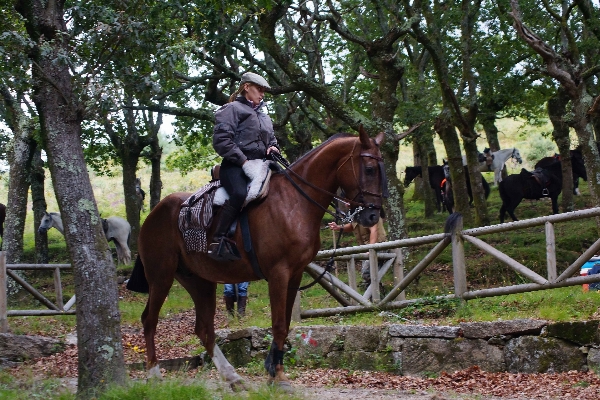 写真 レクリエーション 馬 種牡馬 写真