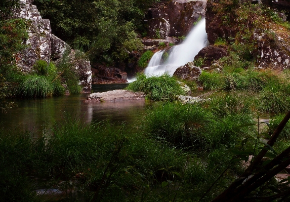 Foto Paisagem água natureza floresta