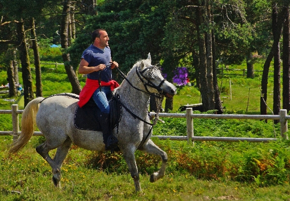 Landscape pasture horse stallion Photo