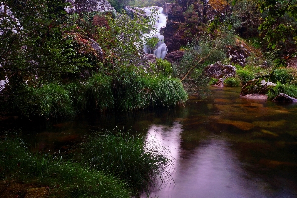 Landscape tree water nature Photo