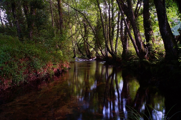 Foto Paesaggio albero natura foresta