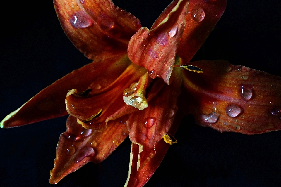 Nature plant photography leaf