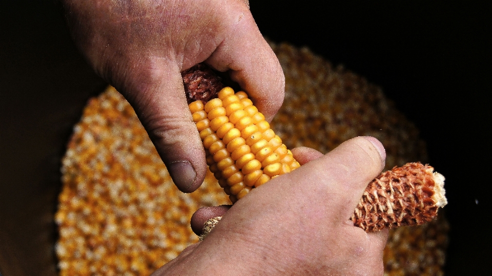 Hand dish food produce