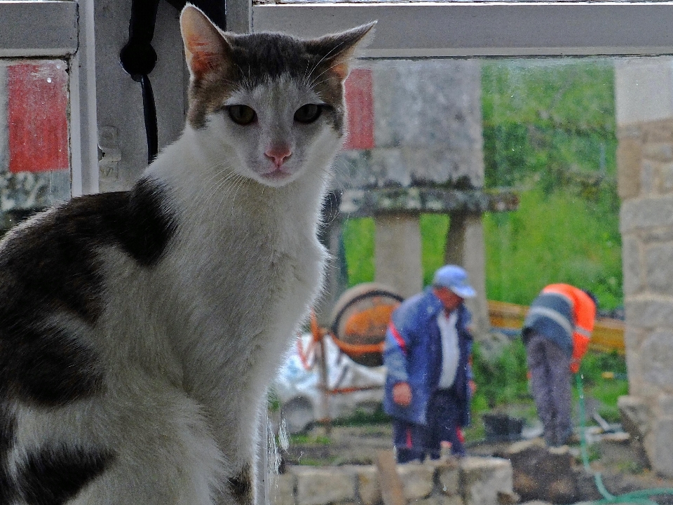 Gatto mammifero gatti animali