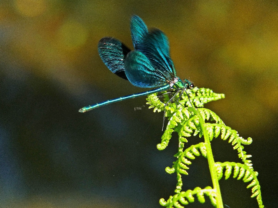 Nature bifurquer la photographie fleur