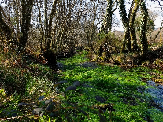 Foto Paisaje árbol naturaleza bosque