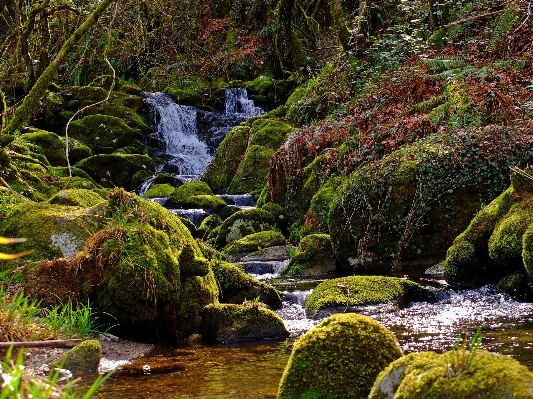 Landscape tree water nature Photo