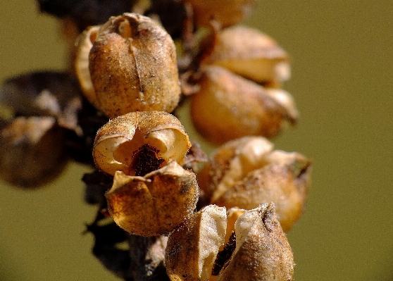 Photo Nature usine feuille fleur