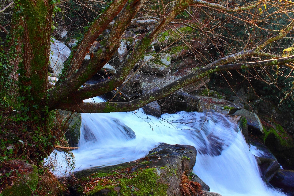 Landscape tree water nature