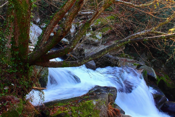 風景 木 水 自然 写真