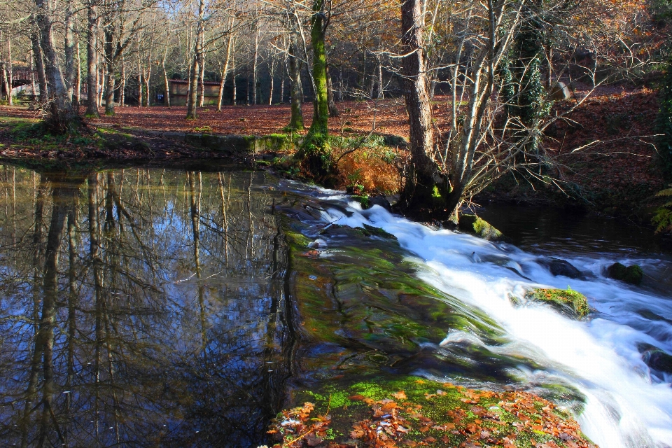 Landscape tree water forest