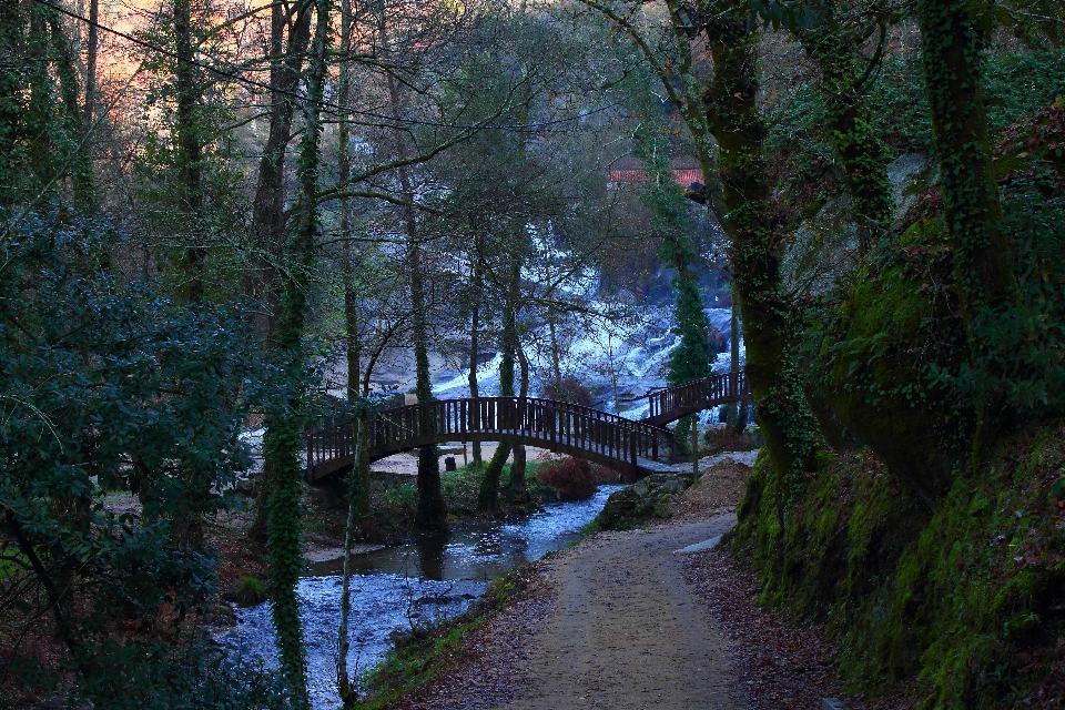 Paisaje árbol agua naturaleza