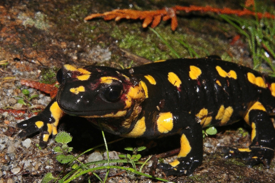 Naturaleza fauna silvestre macro rana