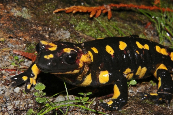 Photo Nature faune macro grenouille