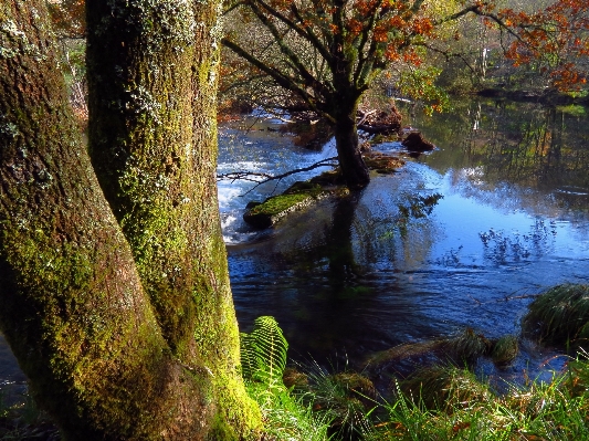 Landscape tree water nature Photo