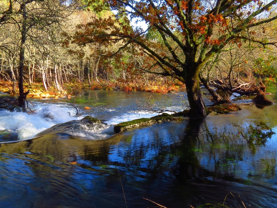 Paisaje árbol agua naturaleza