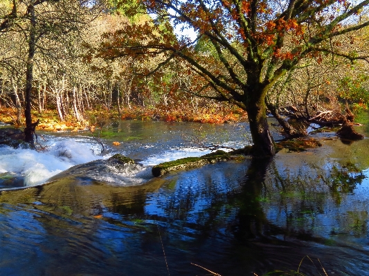 Landscape tree water nature Photo