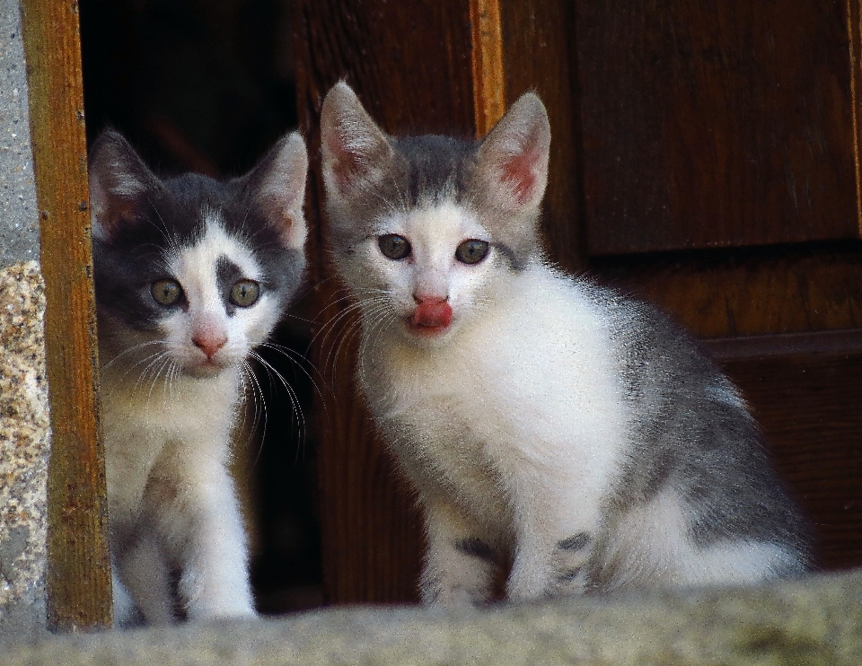 Kedi yavrusu memeli kediler