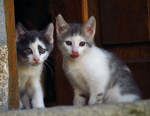 Foto Anak kucing mamalia cambang
