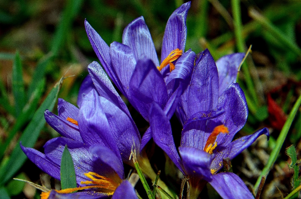 Naturaleza planta flor pétalo