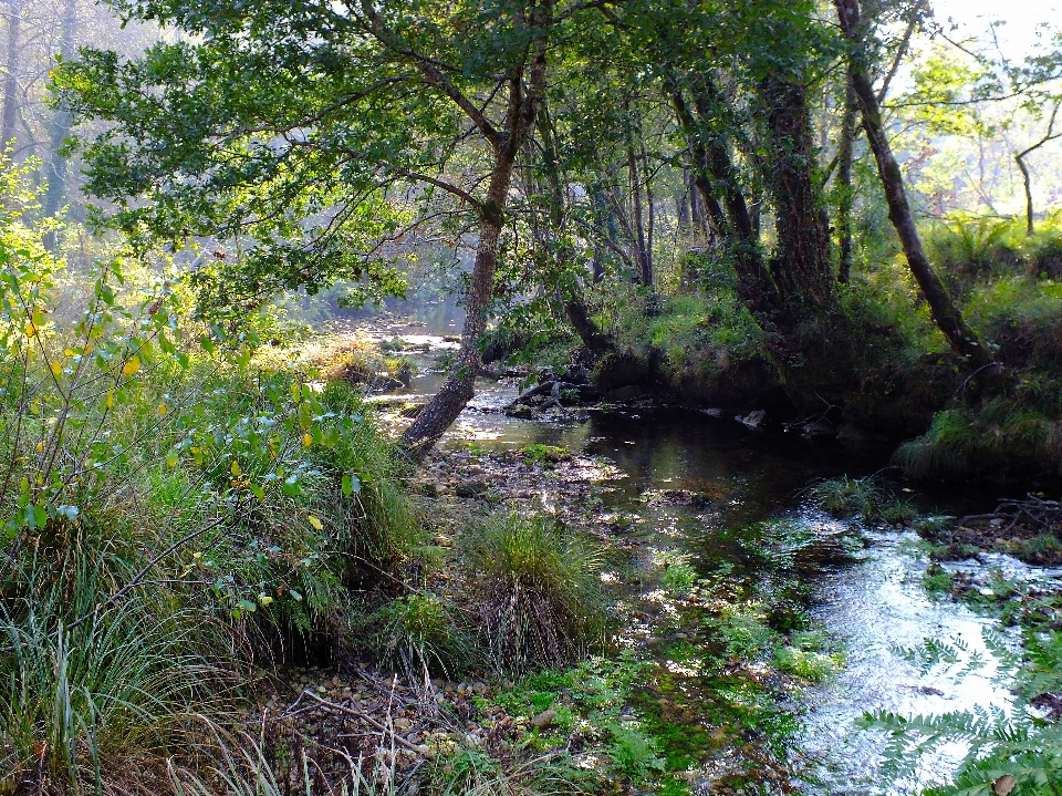 Paesaggio albero acqua natura