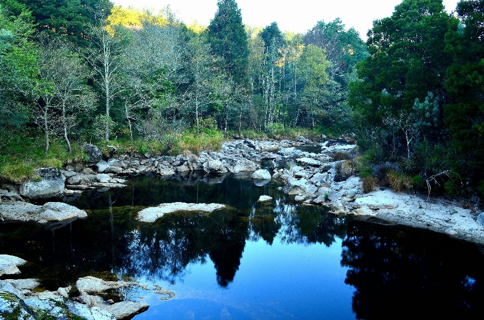 树 森林 溪 荒野