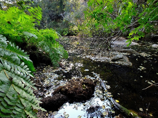 Landscape tree water nature Photo