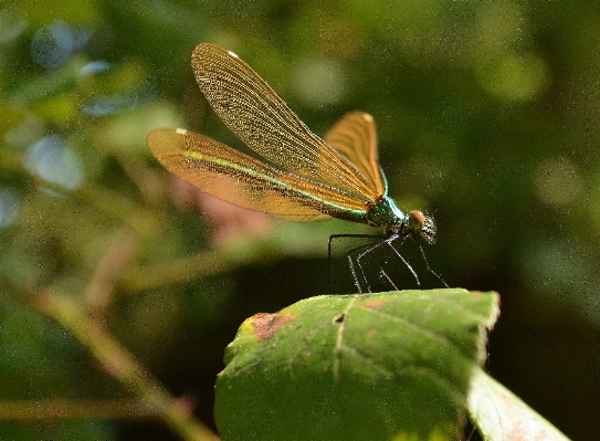 Nature wing photography leaf Photo