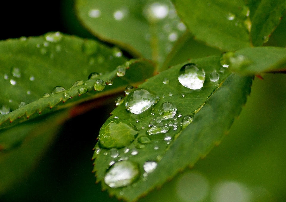 Acqua natura erba gocciolare