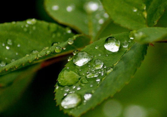 Water nature grass drop Photo