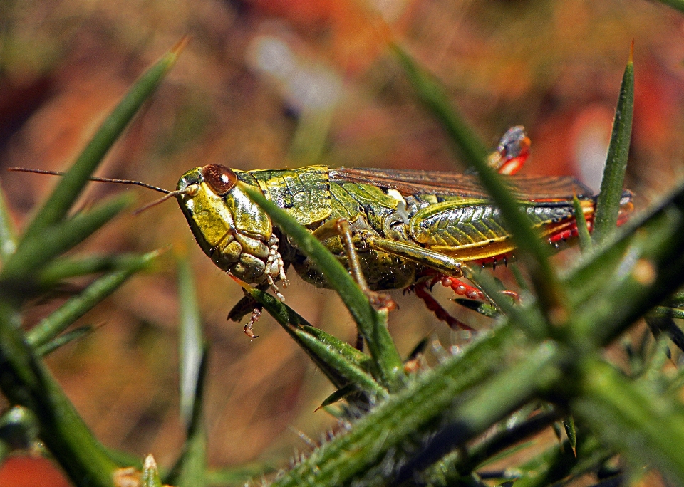 Doğa böcek makro fauna